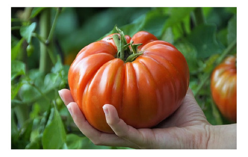 100 Semillas De Tomate Gigante + Instructivo