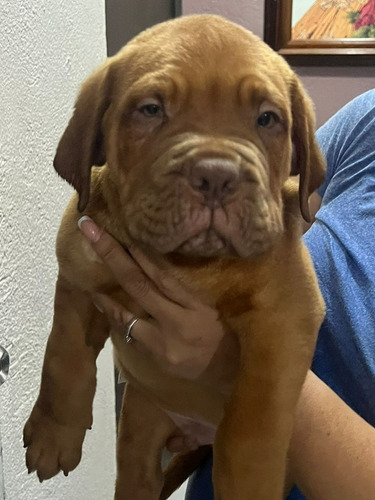 Hermoso Cachorro Dogo De Burdeos 