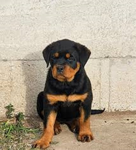 Lindos Cachorros  Rotweiller Aleman 350 C/u