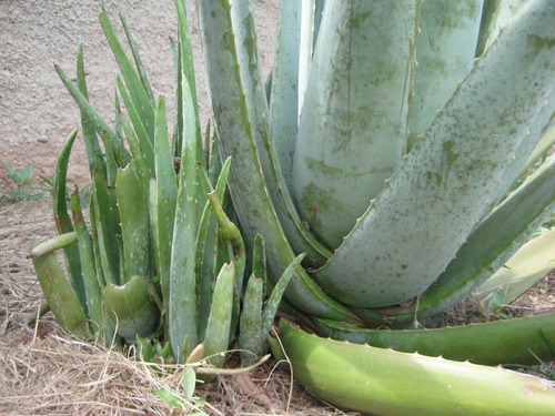 Aloe Vera Barbadensis Miller (babosa) Pé Adulto 2kg Folha | Parcelamento  sem juros