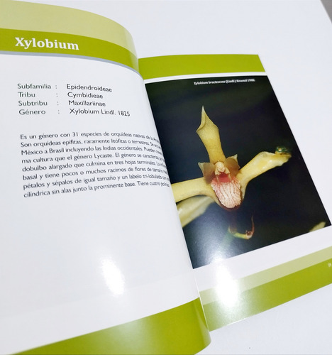 Orquídea Del Bosque De Las Nubes ( Orquídeas Del Amazonas )