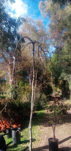 Mora Péndula. Morera Llorona