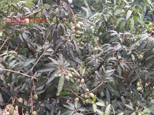 Ref.: 4839 - Chácara Em Jarinu Para Venda - V4839