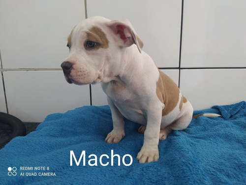 Imagem 5 de 5 de American Bullys