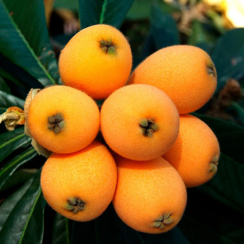 16 Sementes De Ameixa Nêspera Para Plantar No Vaso / Quintal