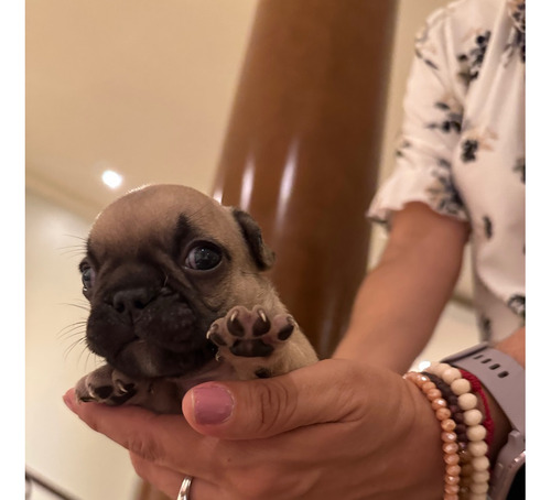 Perros Bulldog Frances 100% Puros Guayaquil