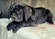 Comprar Cachorros Mastín Napolitano Con Pedigree