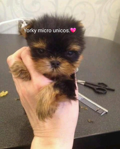 Yorkshire Macho Siempre Muchas Fotos Consecutivas Del Bebe Mercado Libre Yorkshire Macho Siempre Muchas Fotos Consecutivas Del Bebe Mercado Libre