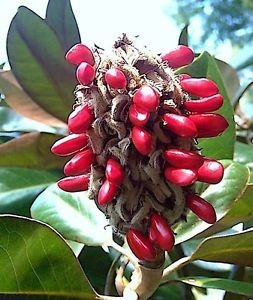 Sementes Flor Magnolia Grandiflora Árvore Rosa P/ Mudas