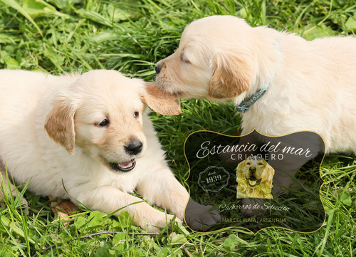 Cachorros Golden Retriever Somos Criadero Estancia Del Mar