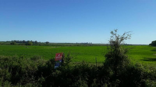 Imagen 9 de 16 de Antelo, Campo De 29 Has Sobre Asfalto, Sistematizado, Con Arroyo