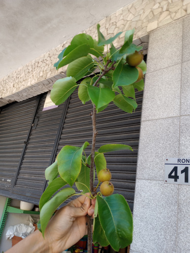 Pera Nashi Asiática Con Frutos Peral Árbol Injertado Boedo