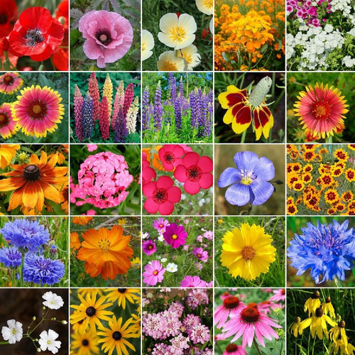 200 Sementes De Flores Sortidas