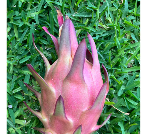 3 Esquejes De Pitahaya Hylocereus Ocamponis (color Púrpura)
