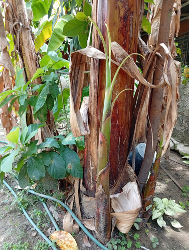 Mata De Plátano Semilla De Plátano Hijo De Plátano Dulce