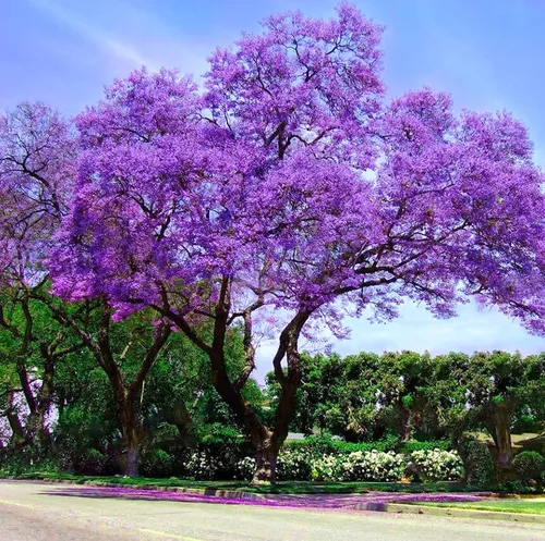 Jacarandá Promo X2 Árboles - Sombra Y Floración Espectacular