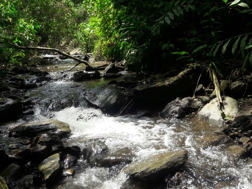 Se Vende Finca Cafetera En El Tolima