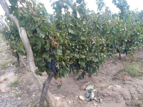 Imagen 4 de 6 de Finca Tupungato