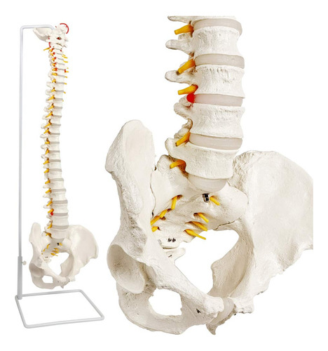Modelo De Columna Vertebral A Tamaño Real.