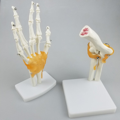 . Modelo De Articulação Do Ombro Humano 1:1 | Com