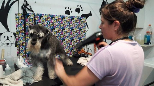Imagen 1 de 6 de Curso Peluqueria Canina Zona Sur Lanus Lomas Avellaneda