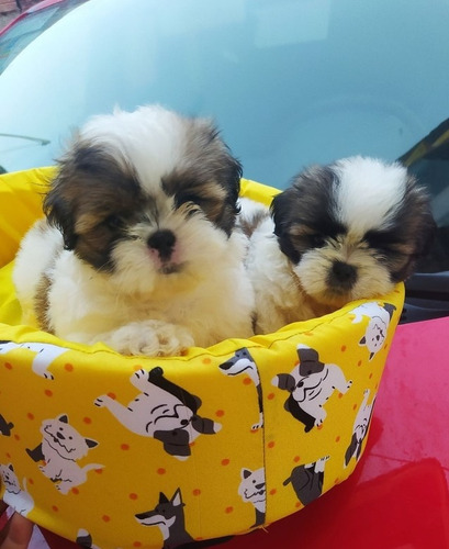 Cachorros Shitzu Tricolor