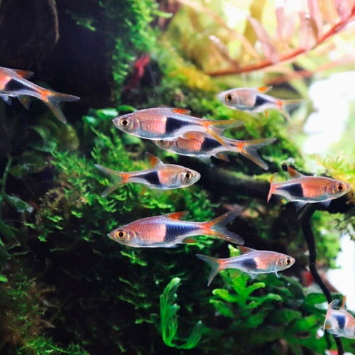 Filtro Sicce Micron 300l/h -interno Acuarios Peceras Peces