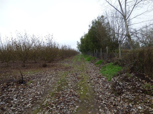 Imagen 6 de 12 de Agrícola En Venta En Pelarco