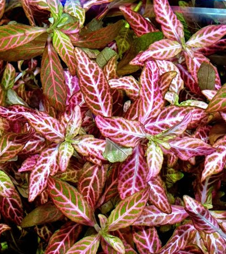 Hygrophila Polisperma Rosanervig Musgo