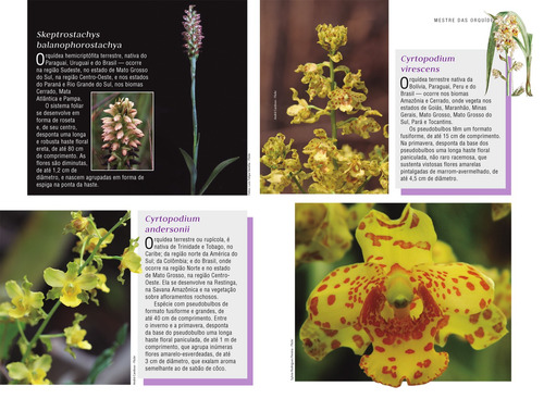 Mestre das Orquídeas - Volume 5: Orquídeas de Sol, de Editora Europa. Editorial Editora Europa Ltda., capa mole em português, 2021