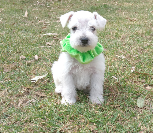 Schnauzer Cachorrin Miniatura Ami (Usado)