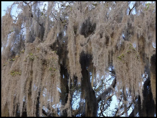 2 Unidades Planta Exótica Tillandsia Usneoides Barba De Pau