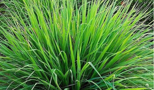 Capim Cidreira 100 Gr Ervas Seca Para Chá