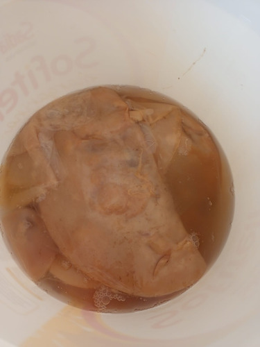 Scoby De Kombucha Médio