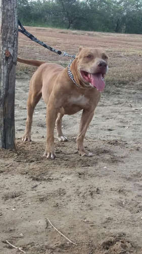 Filhote De Pitybull Macho 2 Messe Ja Vacinado
