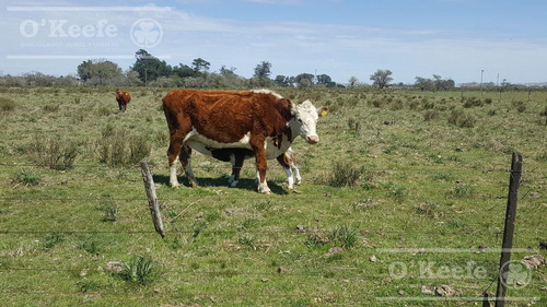 Imagen 15 de 22 de Chacra De 28 Has En Venta - Casco Y Producción