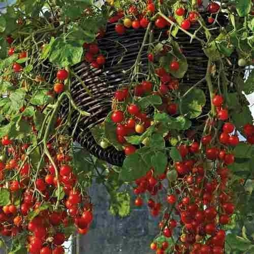 Tomate Cereja Samambaia Red Sementes Flor Pra Mudas