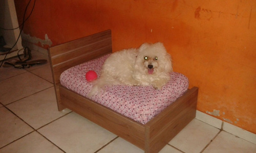 Cama Para Cachorros, Camas Pet