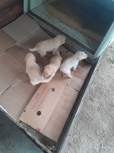 Cachorros Labradores Puros 