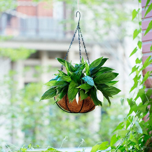 Porta Macetas Colgante Fibra De Coco Planta M1 - Sheshu Home