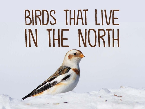 Birds That Live In The North: English Edition, De Inhabit Education Books. Editorial Inhabit Education Books Inc, Tapa Blanda En Inglés