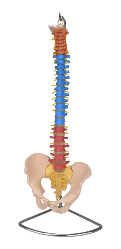 Columna Vertebral Colores Modelo Anatomico Zeigen Enseñanza