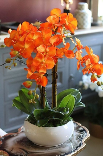 100 Semillas De Orquídea Naranjada 