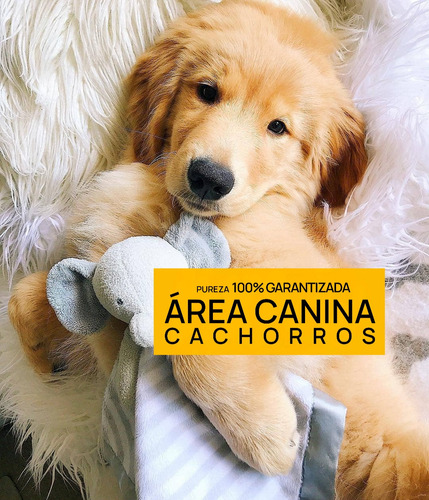 Cachorros Golden Envio Gratis A Caba Y Gba