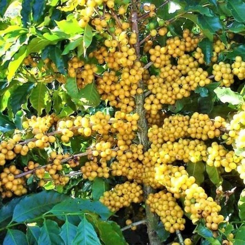 Adubo Foliar Enxofre + Nitrogênio Fertilizante 5 L