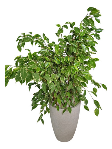 Ficus De Aprox. 1mts C/maceta