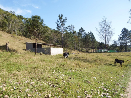 Imagem 10 de 16 de Sítio À Venda Com Pasto Lago Piscina 56.000 Ótima Localização
