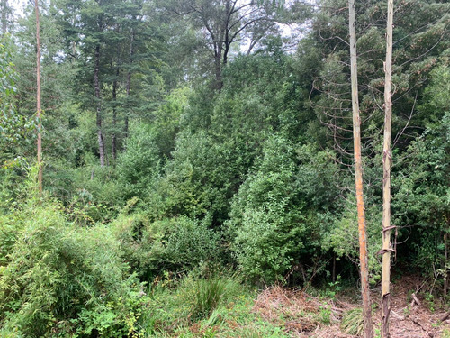 Parcela De 7.500 Mt2 En Sector Puninque