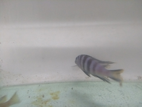 Imagen 3 de 6 de Elongatus Mpanga 5 Cm--ciclidos Africanos
