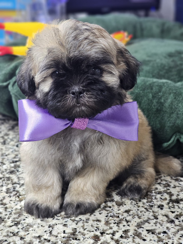 Malshi Cachorros Super Tiernos Tricolor